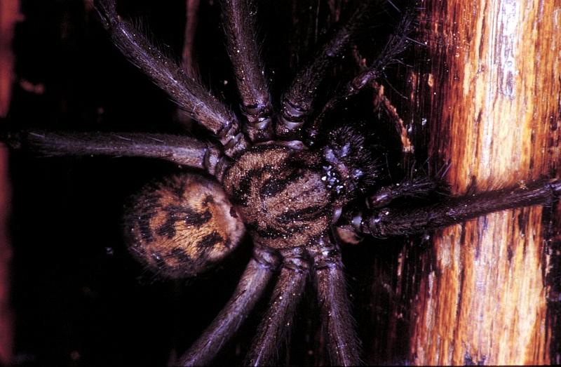 Tegenaria_parietina_P1544_Z_82_Les Gris_Frankrijk.jpg